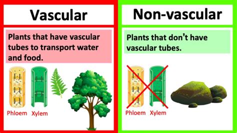 nonvascular definition|vascular vs nonvascular ultrasound.